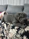 Sharpei para reserva