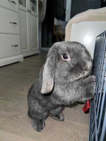 królik  mini lop