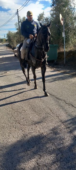 Cavalo castrado montado muito mansinho