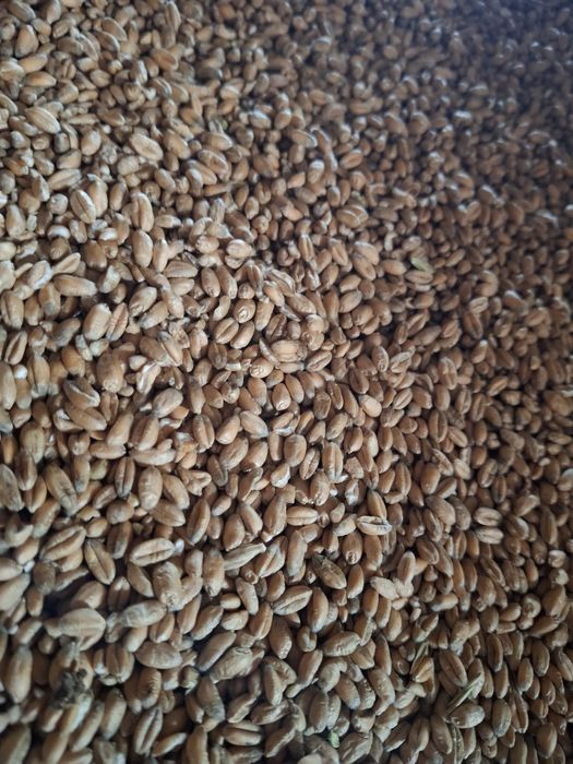 Sprzedam zboże pszenica,pszenżyto