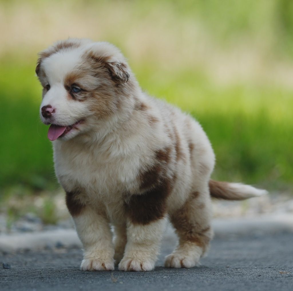Piesek miniaturowy owczarek amerykański ZKwP/FCI red merle