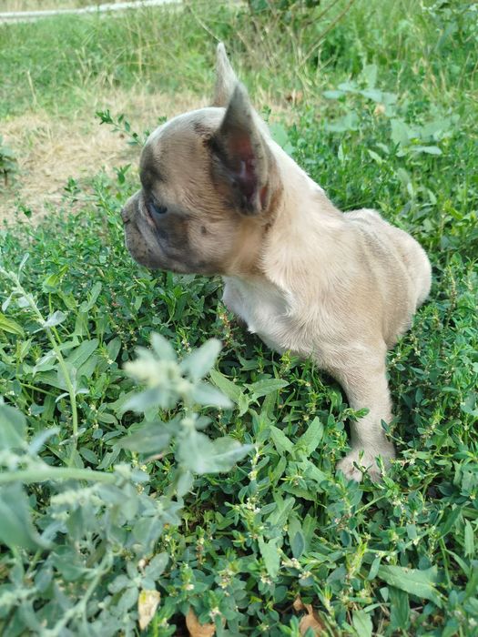 Французский бульдог