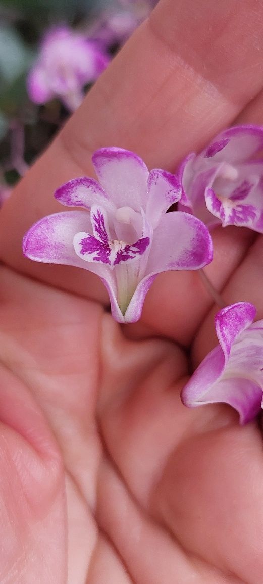 Orquideas Dendrobium kingianum