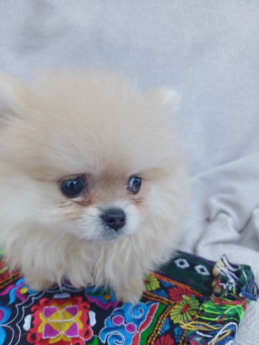 Я маленька красуня -шпіцик.