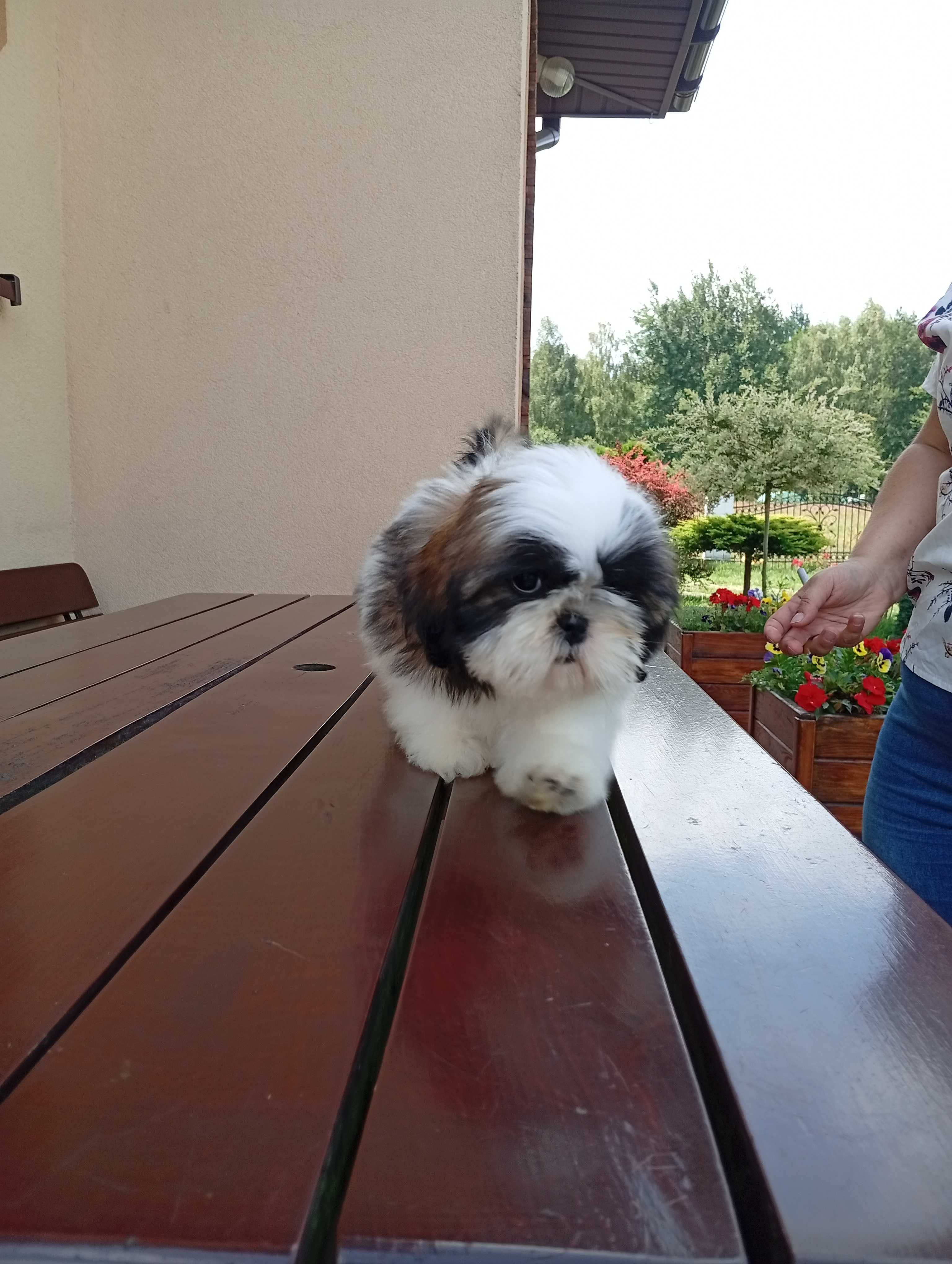 Shih-tzu suczka tricolor