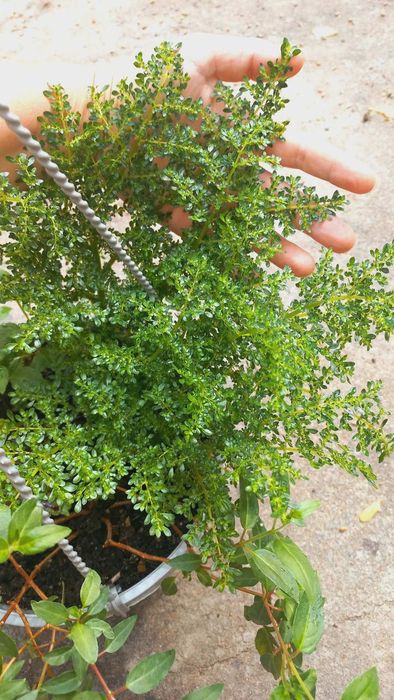 Пілея та зеленушкп