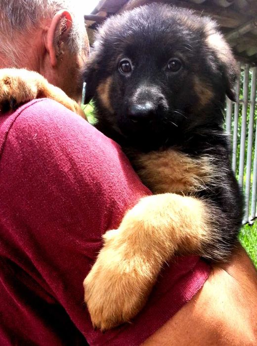 Щенки с документами