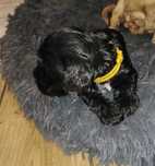 Cocker Spaniel Angielski - rodowód ZKwp -czarny piesek