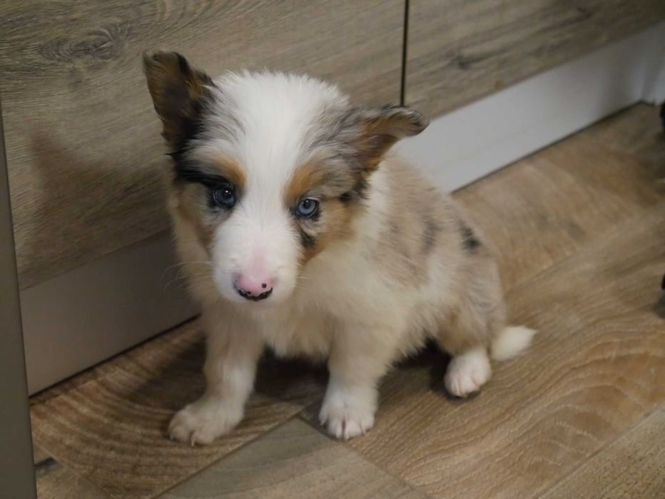 Border Collie Blue Merle
