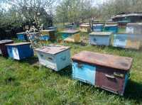 Продаються бджолосім'ї з матками