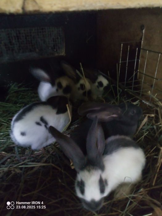 Króliki olbrzym srokacz