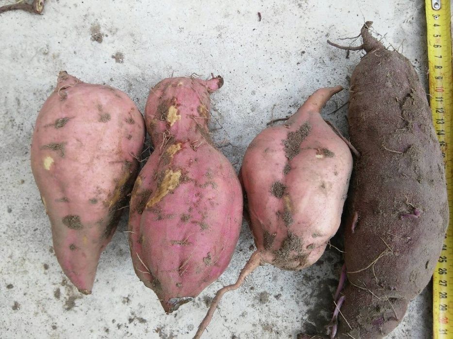 Батат для еды на килограммы