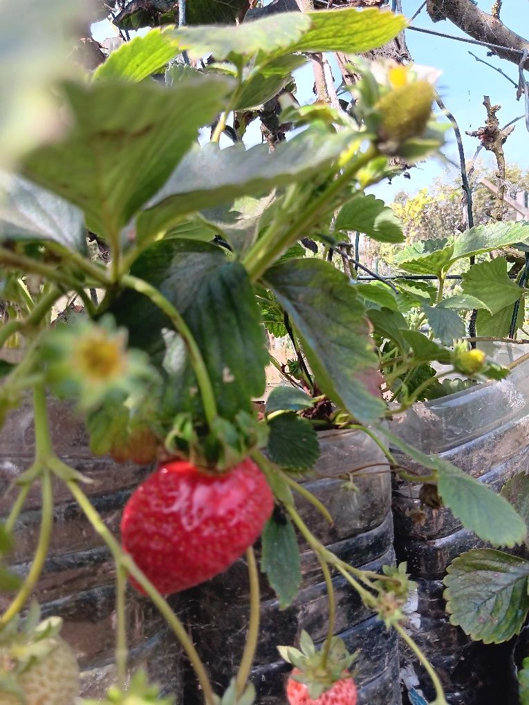 Árvores de Fruto