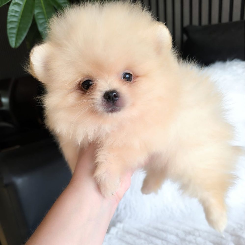lulu da pomerania fêmea com LOP spitz alemão anão