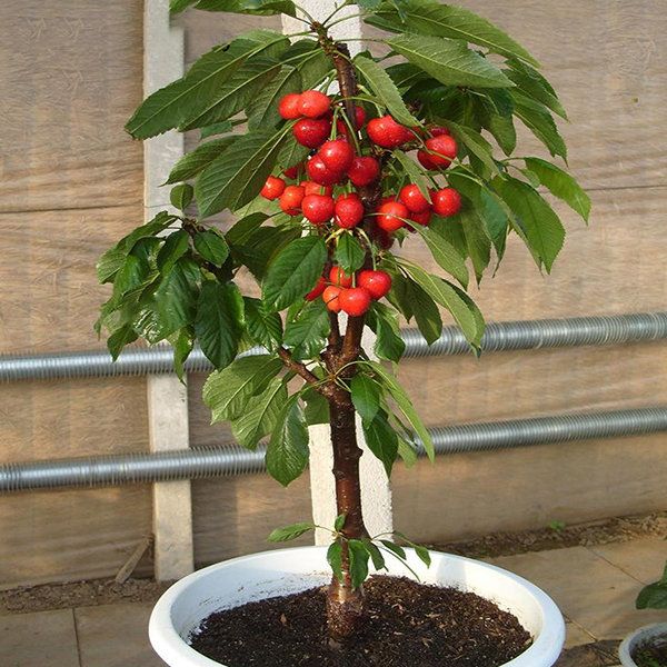 CEREJEIRA para VASO varanda, janela, pátio pequenos jardins - BONSAI