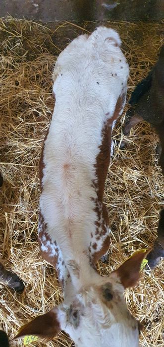 Cielęta mięsne cielaki mm hf samodzielne polskie gospodarstwo i na mle