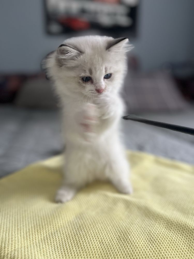 Ragdoll sliczny chlooczyk