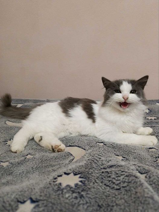 Шукаю дім для котика безплатно