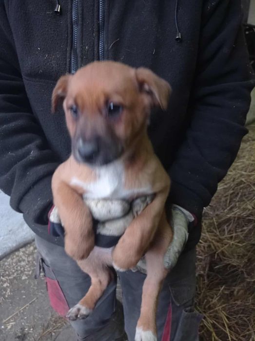 Oddam w dobre ręce – 3 szczeniaki