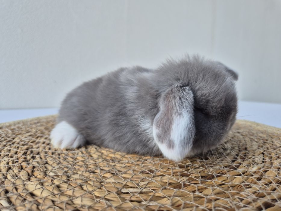 Królik Mini -Lop