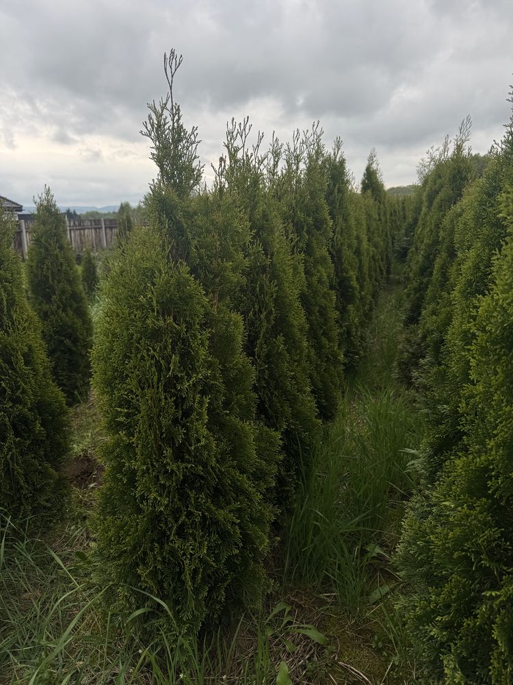 Tuja szmaragd 120/130, brabant, drzewa alejowe