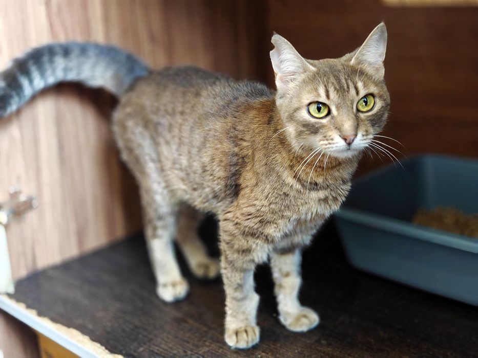 Ніжна кішечка Мурка шукає дім, 1 рік, кішка