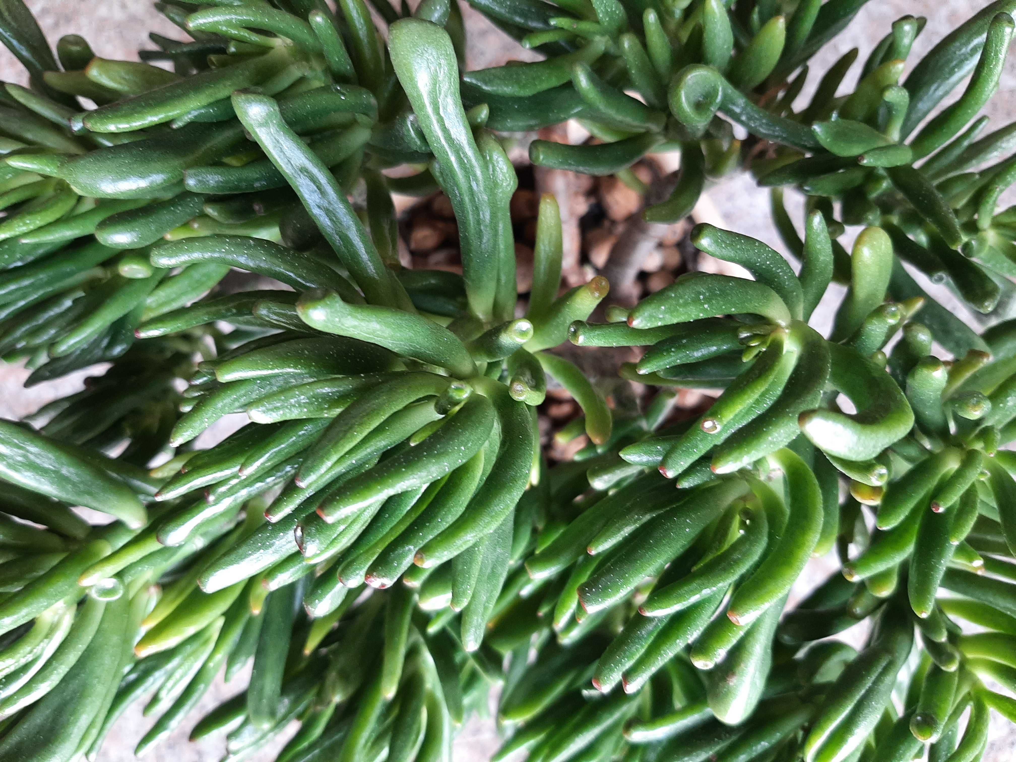 Crassula Ovata Gollum Grubosz Drzewko Szczęścia Uszy Shreka