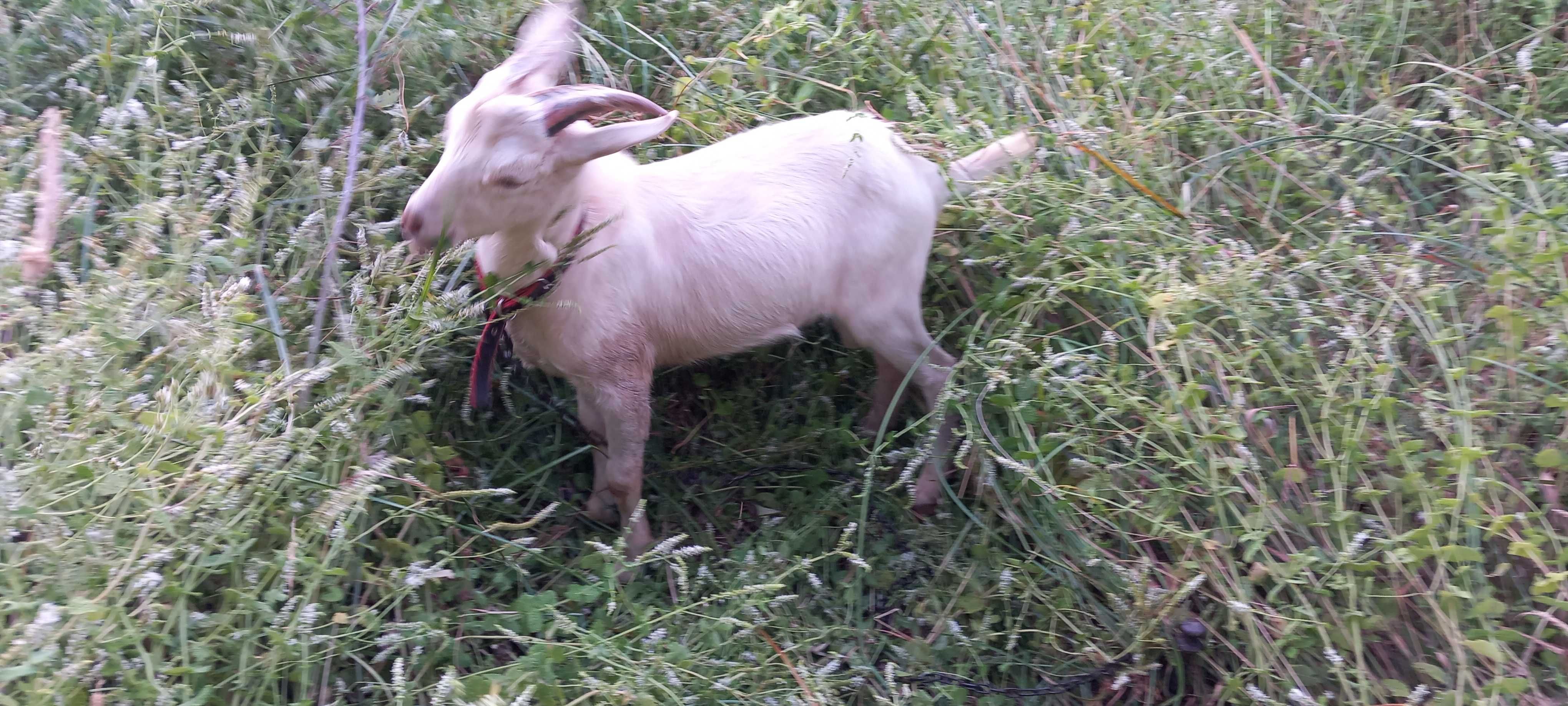 Cabra, macho 6 meses, para criação