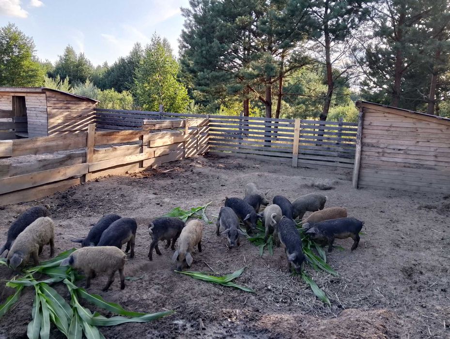 Поросята (Венгерська пухова мангалиця) різного віку