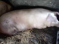 Продам свиню живою вагою або тушкою