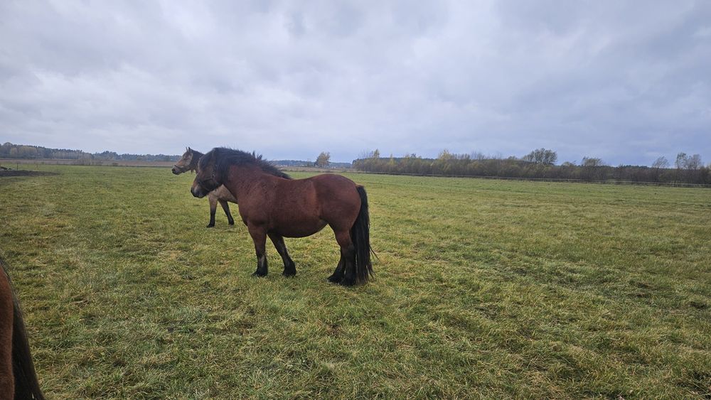 Sprzedam 3 klacze zimnokrwiste