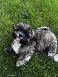 Piesek shih tzu tygrysek GOTOWY DO ODBIORU