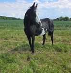American quarter horse  klacz