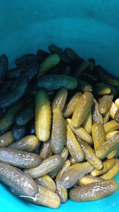 Ogórki kiszone w beczkach