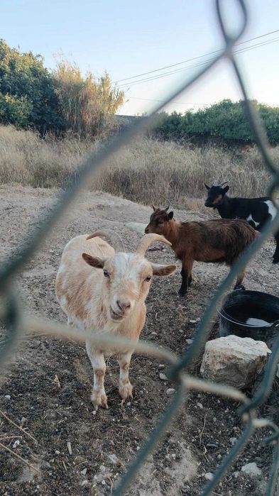 Cabras anãs domésticas
