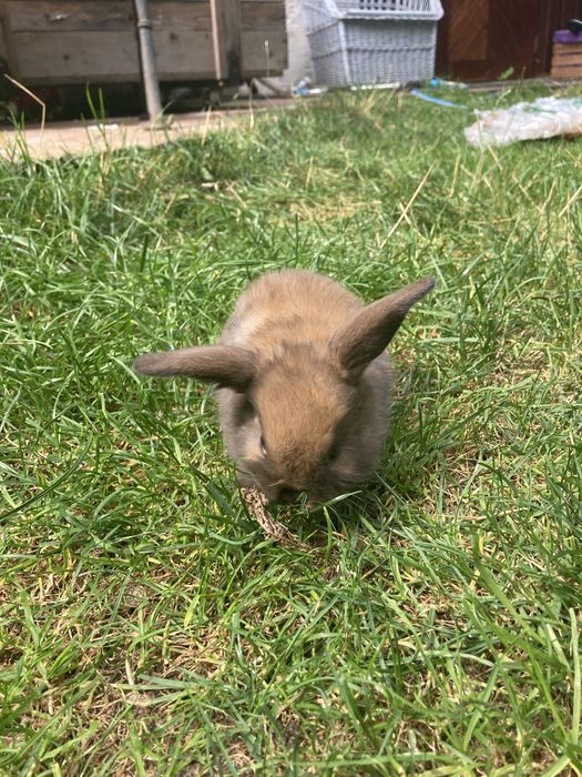 Króliczki mini lop