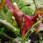 Roślina do akwarium - Echinodorus barthii