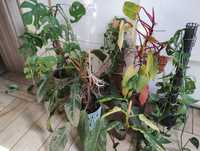 Zestaw roślin/philodendron/monstera/rhaphidophora