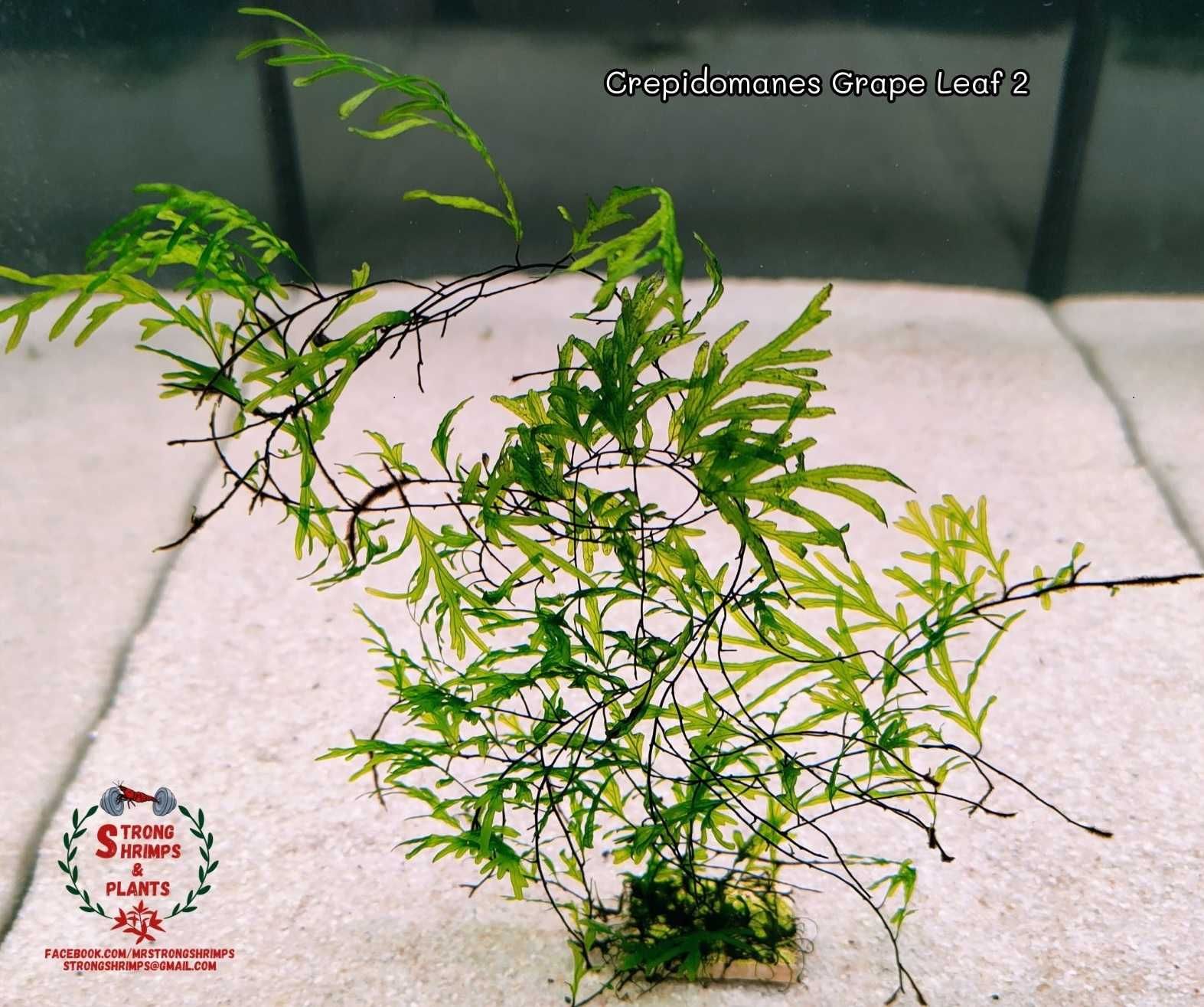 Crepidomanes Grape Leaf 2 Rarytas