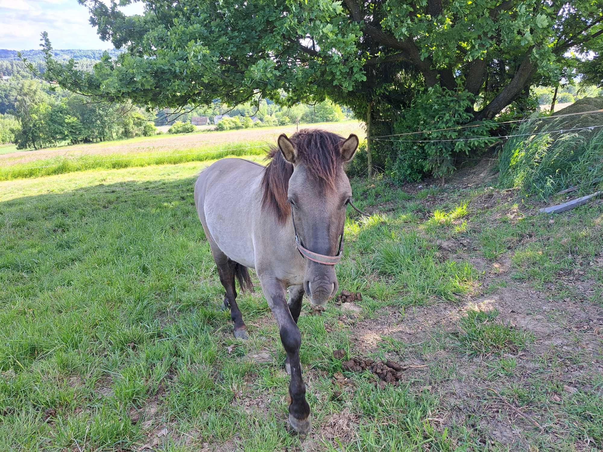 Konik polski - ogierek