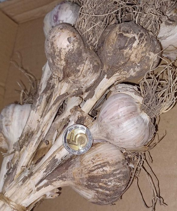 Czosnek  Lubasza - Idealny do sadzenia