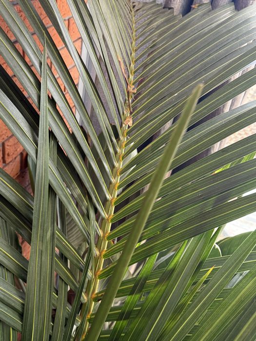 Palma Mascarena verschaffeltii.