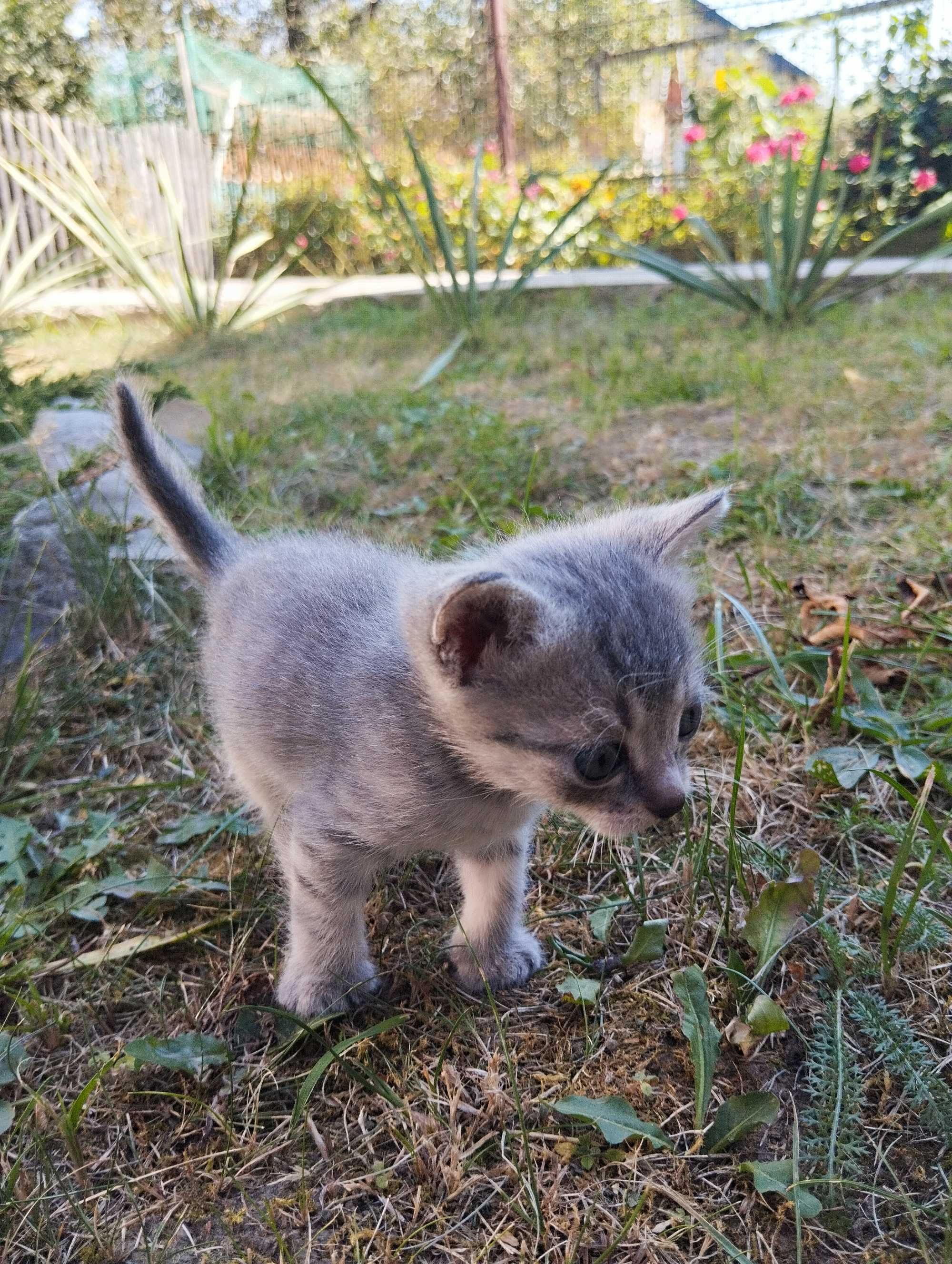 Коти Домашні тварини