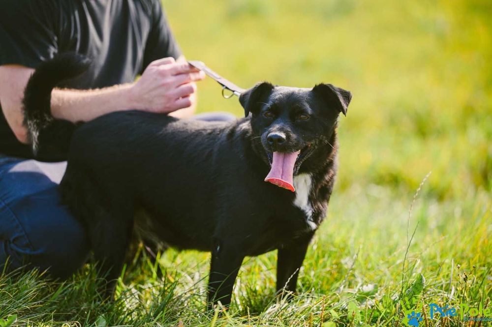 Wesoły i aktywny piesek ENERGICZNY szuka nowej rodziny