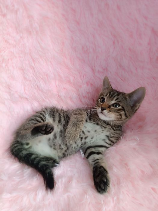 Котохлопчик чекає на свою родину