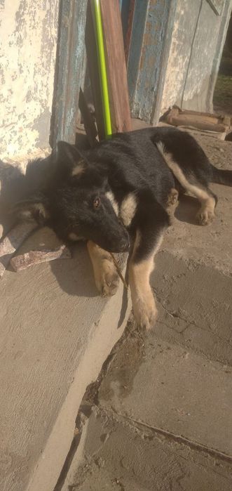 Продам щенка овчарки