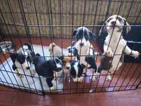 Cães bebés para adoção