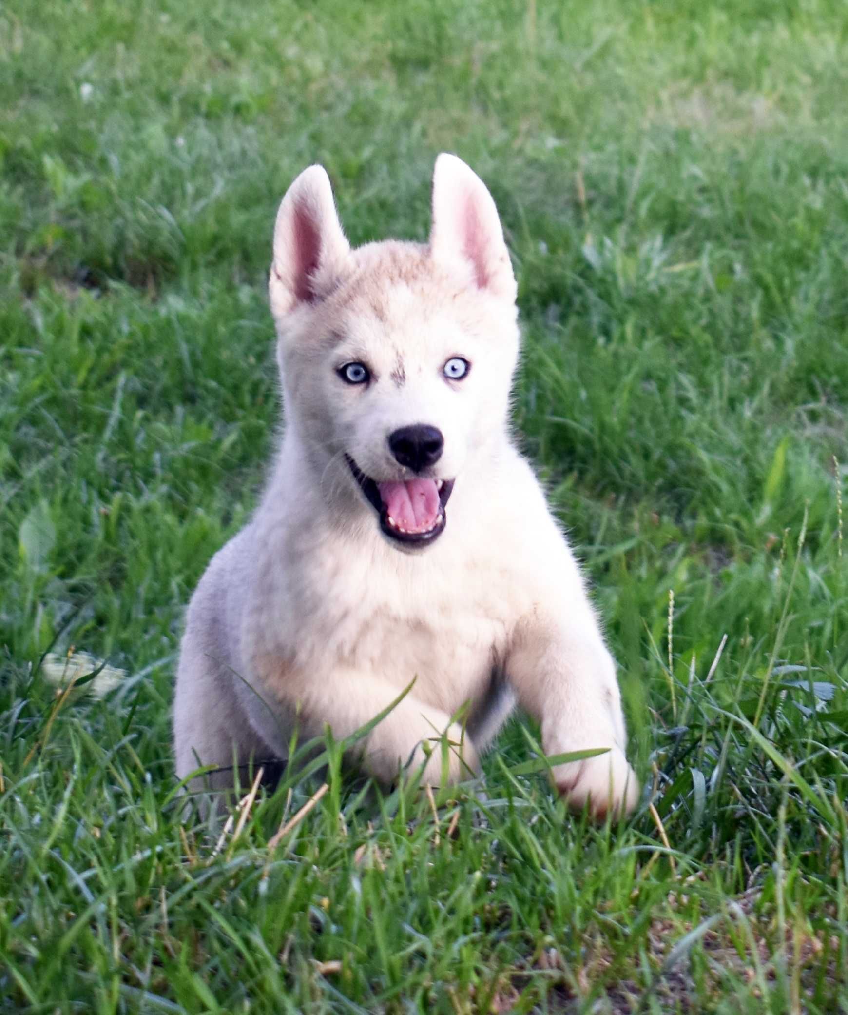 Siberian Husky, miła, spokojna i wesoła suczka, ZKwP / FCI
