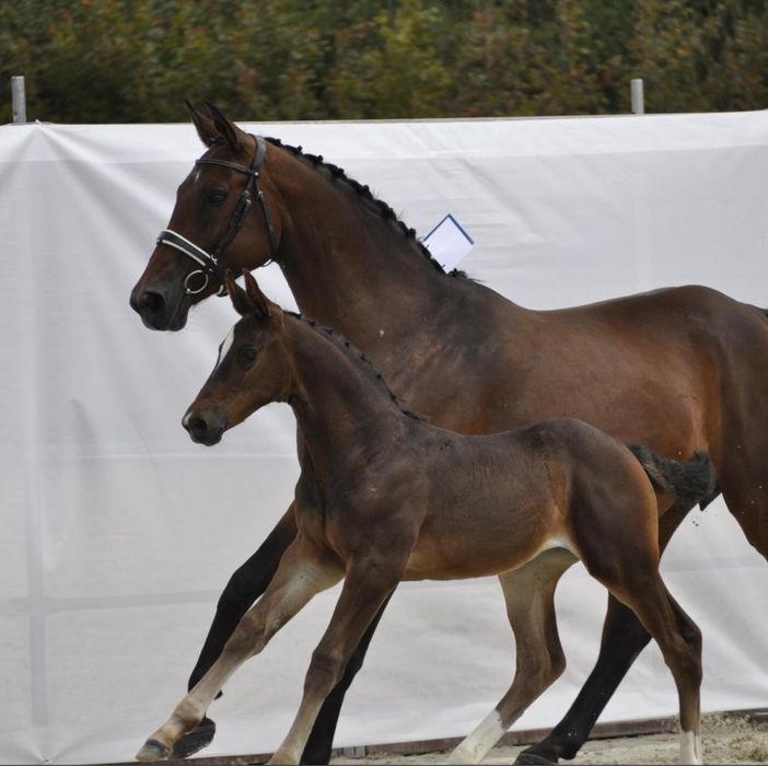 Klacz hanowerska 13 lat