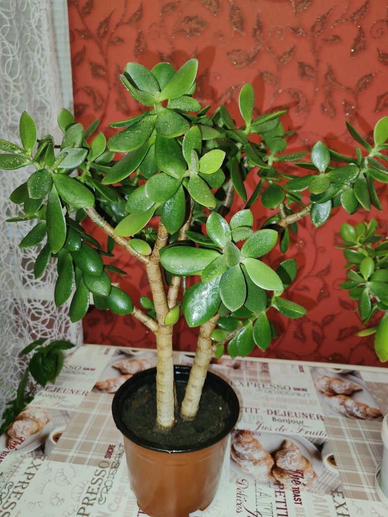 Продам комнатное растение денежное дерево